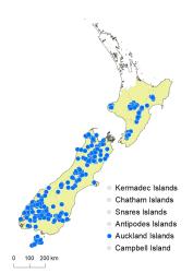 Veronica odora distribution map based on databased records at AK, CHR & WELT.
 Image: K.Boardman © Landcare Research 2022 CC-BY 4.0